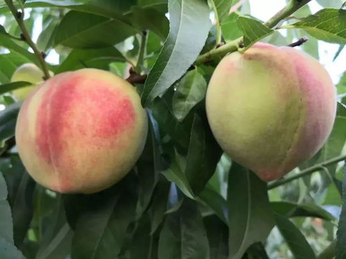 靖边七月会热闹启幕，农产品盛会蓄势待发