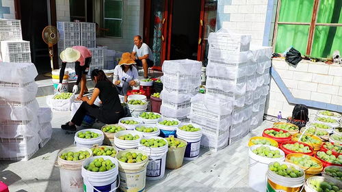 楚雄元谋 小桃李成就乡村振兴大产业